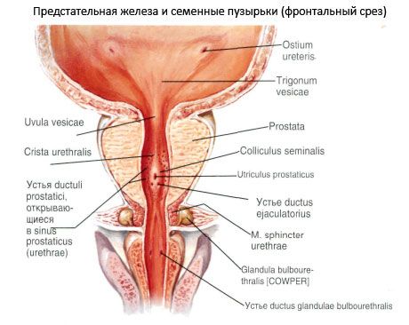 Glande prostatique (prostate)